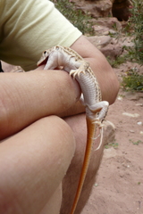 Acanthodactylus boskianus
