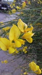 Spartium junceum