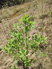 Litsea pungens