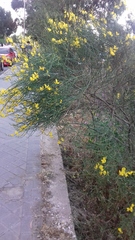 Spartium junceum