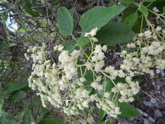 Parthenium tomentosum