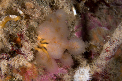 Aplidium punctum