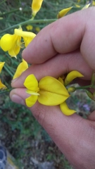 Spartium junceum