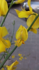 Spartium junceum