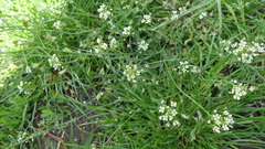 Capsella bursa-pastoris