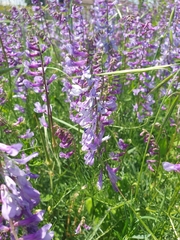 Vicia tenuifolia