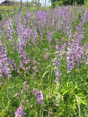 Vicia tenuifolia