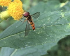 Episyrphus trisectus