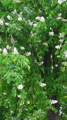Aesculus hippocastanum