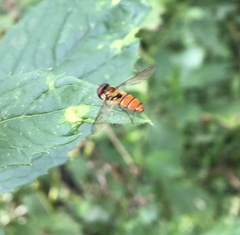 Episyrphus trisectus