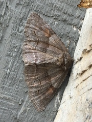 Zale submediana