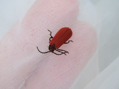 Dictyoptera