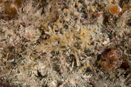Pycnoclavella aurilucens