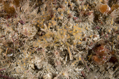 Pycnoclavella aurilucens