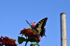 Papilio machaon melitensis