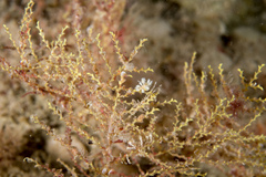 Doto tuberculata