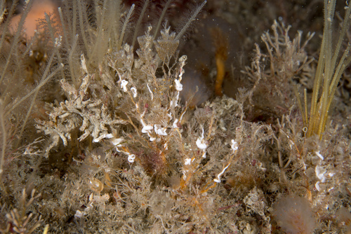 Crisularia plumosa