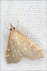 Udea hyalistis