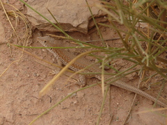 Acanthodactylus boskianus