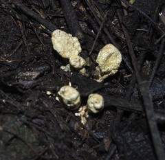 Cordyceps cranstounii