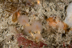 Aplidium punctum