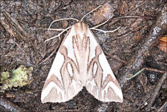 Thalaina inscripta
