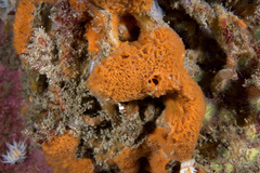 Amphilectus fucorum