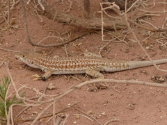 Acanthodactylus boskianus