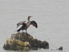 Nannopterum brasilianum