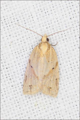 Clepsis therina