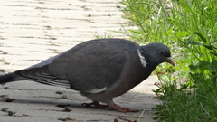 Columba palumbus