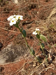 Noccaea cochleariformis