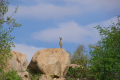 Oreotragus oreotragus transvaalensis
