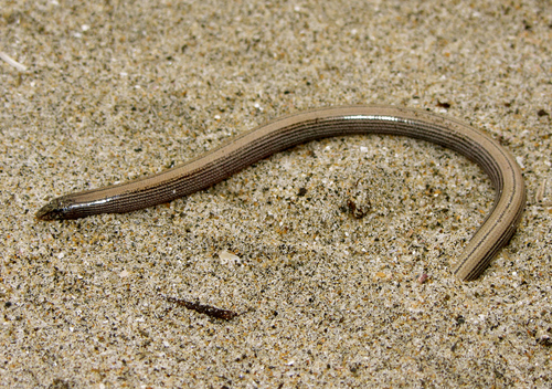 Baja California Legless Lizard