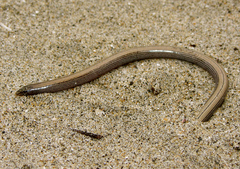 Anniella geronimensis