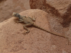 Pseudotrapelus sinaitus