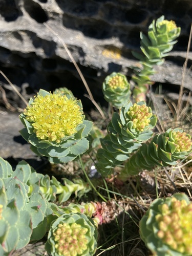 Rhodiola atropurpurea (Turcz.) Trautv. & C.A.Mey. 2