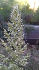 Poeae