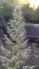 Poeae