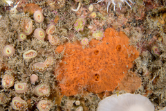 Mycale rotalis