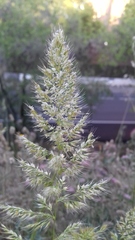 Poeae