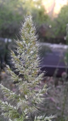 Poeae