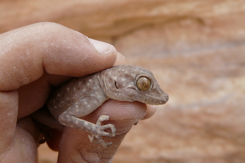Sinai Fan-fingered Gecko