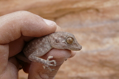 Ptyodactylus guttatus