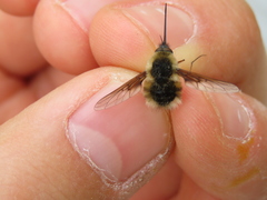 Bombylius shibakawae