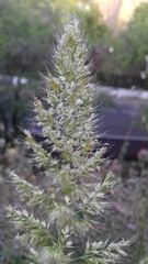 Poeae