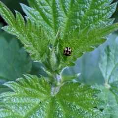 Propylea quatuordecimpunctata