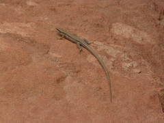 Phoenicolacerta kulzeri petraea