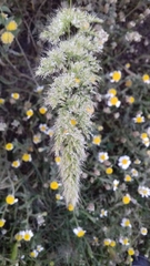 Poeae