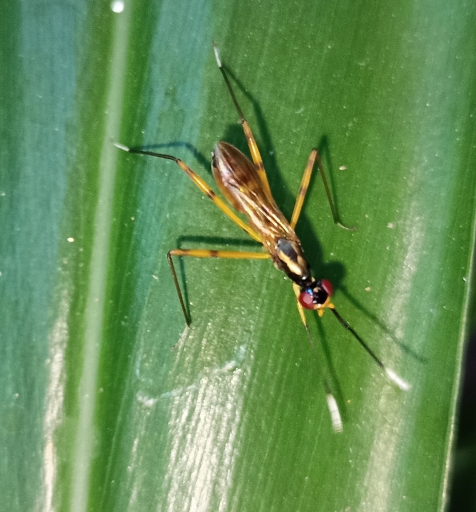 Taeniapterinae from Palayamkottai, Tirunelveli, Tamil Nadu, India on ...